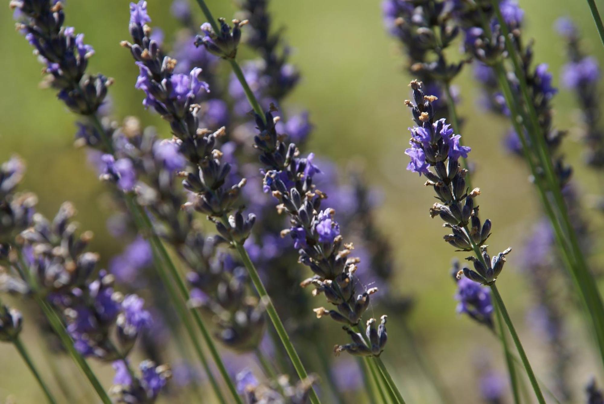 فندق Cote Provence ليه ثور المظهر الخارجي الصورة